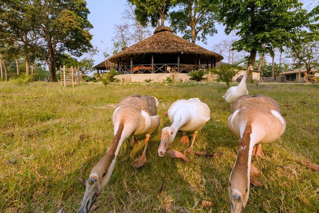 Hotel Siddhartha Wildlife Retreat Meghauli Exterior foto