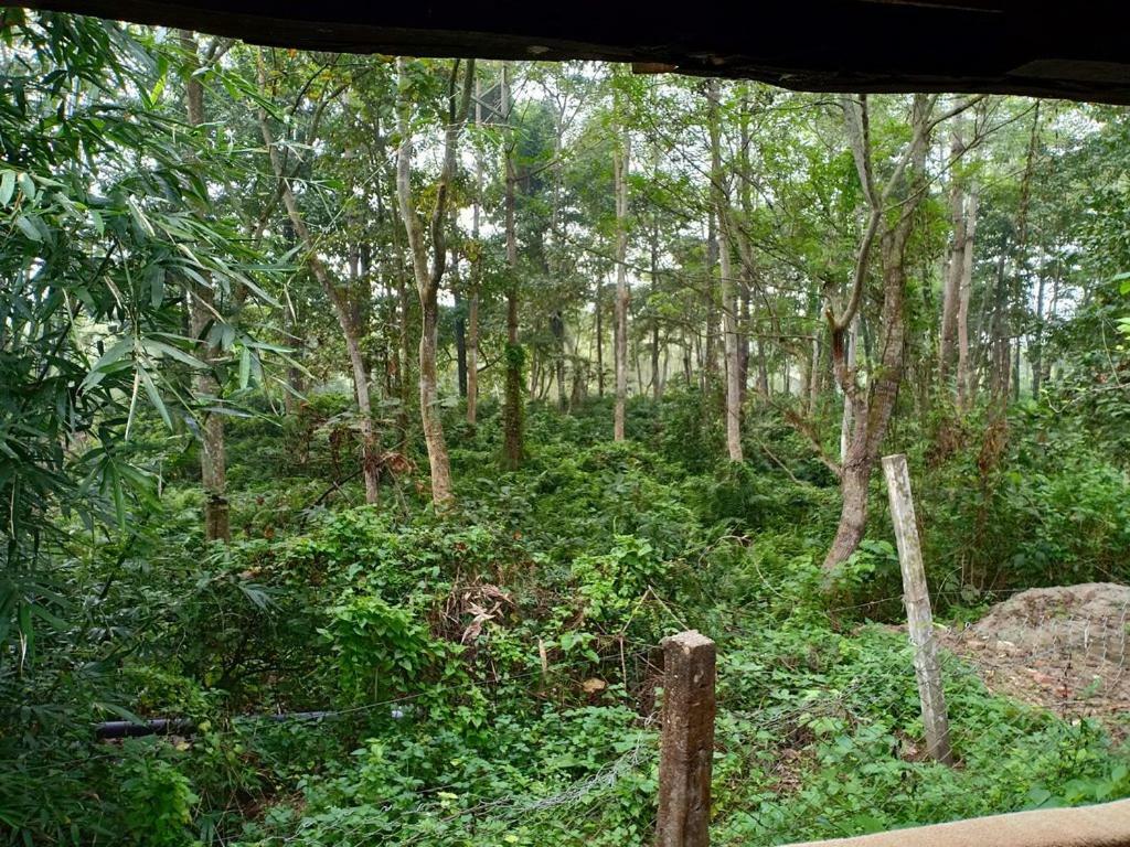 Hotel Siddhartha Wildlife Retreat Meghauli Exterior foto